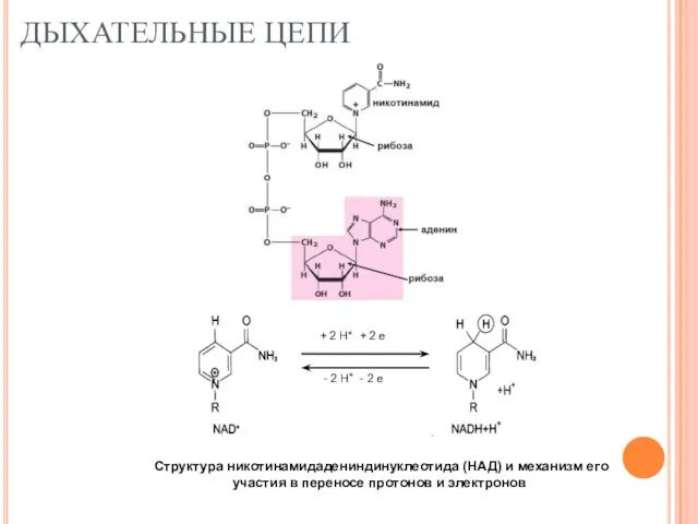 ДЫХАТЕЛЬНЫЕ ЦЕПИ Структура никотинамидадениндинуклеотида (НАД) и механизм его участия в переносе протонов и электронов