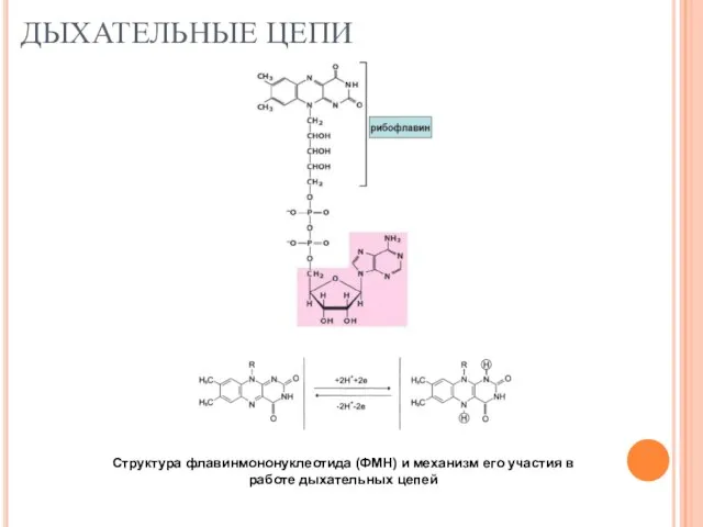 ДЫХАТЕЛЬНЫЕ ЦЕПИ Структура флавинмононуклеотида (ФМН) и механизм его участия в работе дыхательных цепей