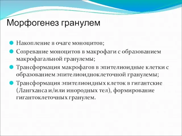 Морфогенез гранулем Накопление в очаге моноцитов; Созревание моноцитов в макрофаги с