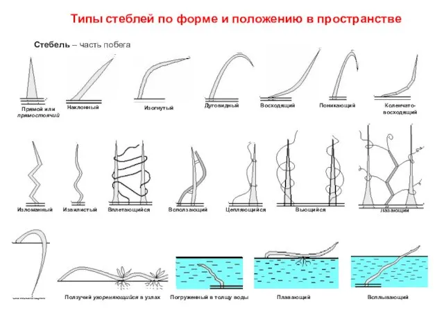 Стебель – часть побега Типы стеблей по форме и положению в