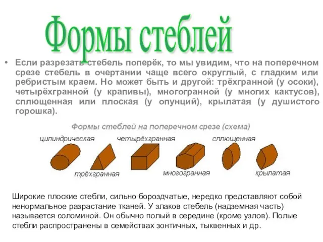 Если разрезать стебель поперёк, то мы увидим, что на поперечном срезе