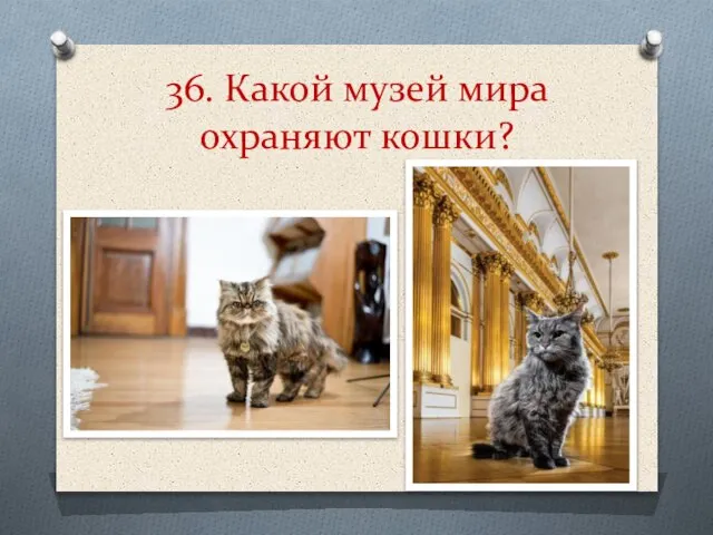 36. Какой музей мира охраняют кошки?