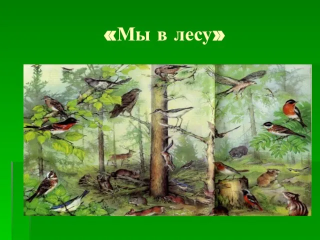 «Мы в лесу»