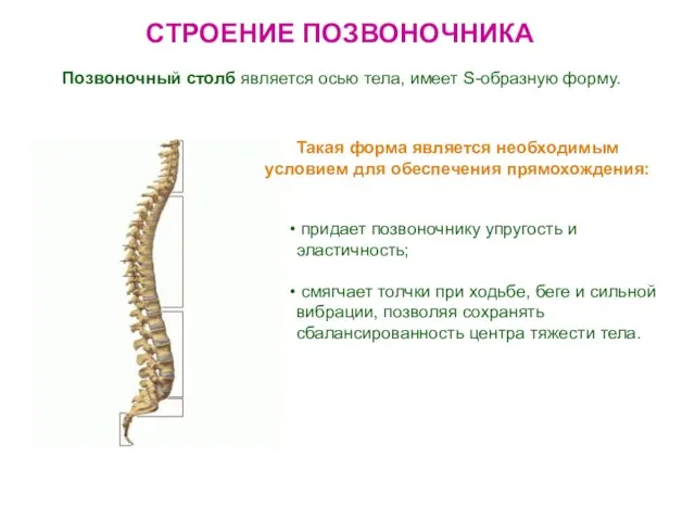 СТРОЕНИЕ ПОЗВОНОЧНИКА Позвоночный столб является осью тела, имеет S-образную форму. придает