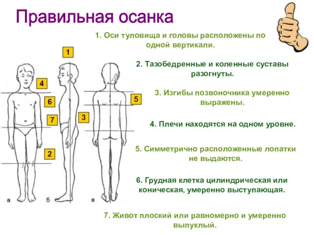 1. Оси туловища и головы расположены по одной вертикали. 2. Тазобедренные