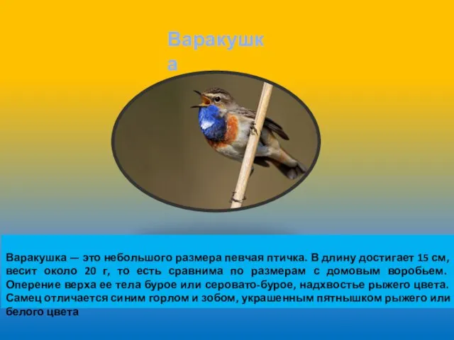 Варакушка Варакушка — это небольшого размера певчая птичка. В длину достигает