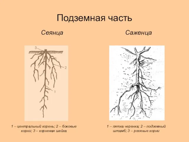 Подземная часть Сеянца Саженца 1 – центральный корень; 2 – боковые