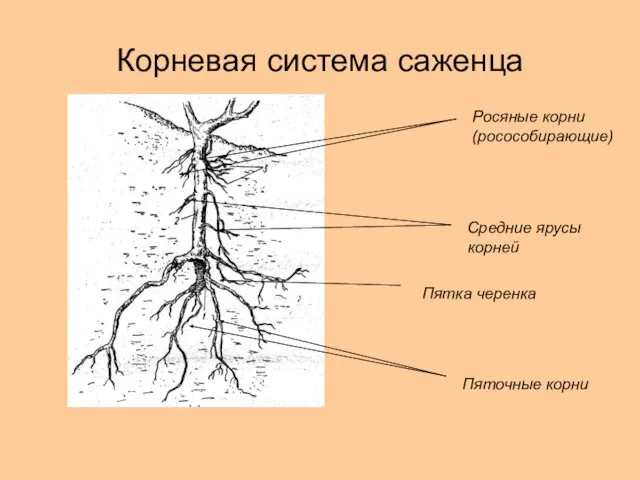 Корневая система саженца Пятка черенка Пяточные корни Средние ярусы корней Росяные корни (росособирающие)