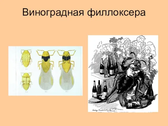 Виноградная филлоксера