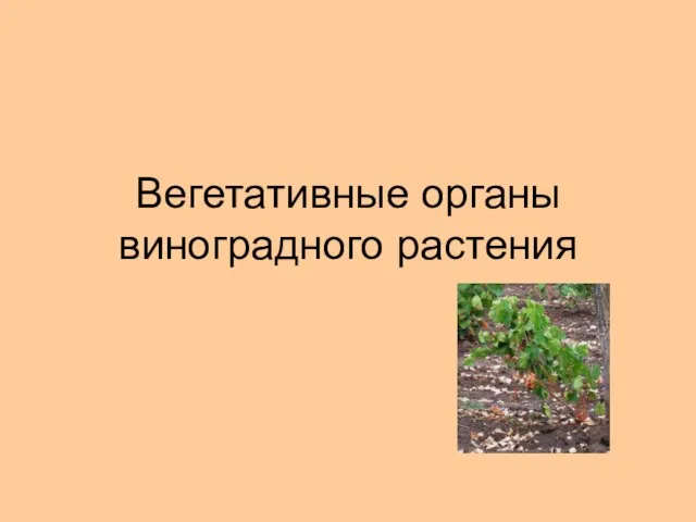 Вегетативные органы виноградного растения