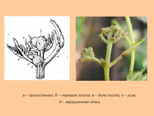 а – прилистники; б – черешок листа; в – доли листа;