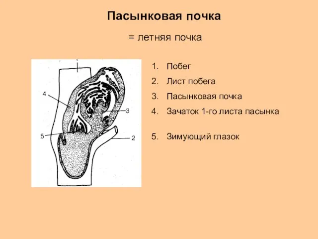 Пасынковая почка = летняя почка Побег Лист побега Пасынковая почка Зачаток 1-го листа пасынка Зимующий глазок