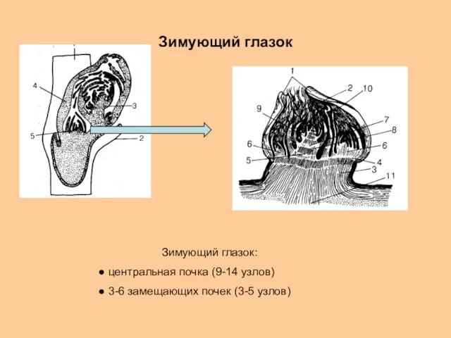 Зимующий глазок Зимующий глазок: центральная почка (9-14 узлов) 3-6 замещающих почек (3-5 узлов)