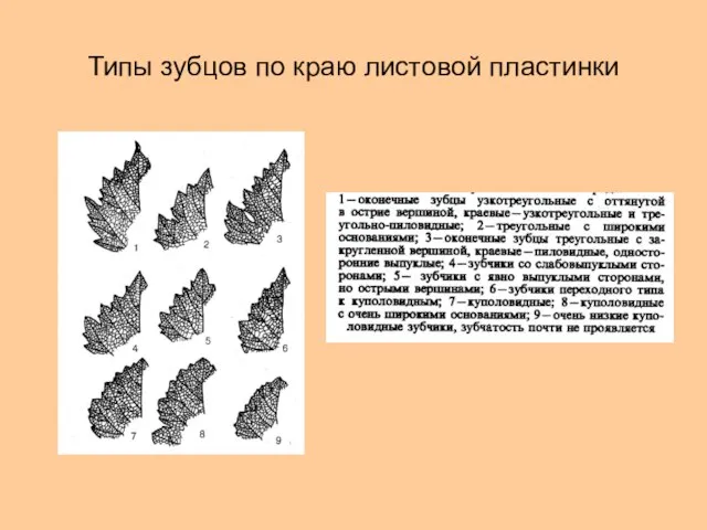 Типы зубцов по краю листовой пластинки