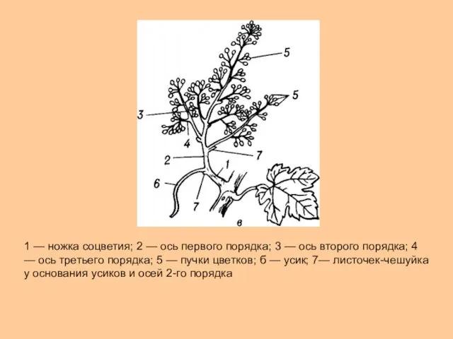 1 — ножка соцветия; 2 — ось первого порядка; 3 —