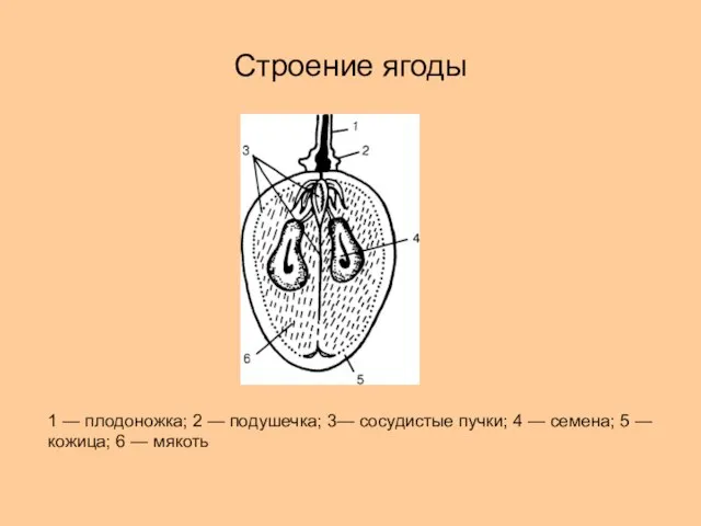 Строение ягоды 1 — плодоножка; 2 — подушечка; 3— сосудистые пучки;