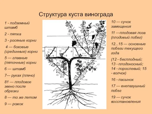 Структура куста винограда 1 - подземный штамб 2 - пятка 3