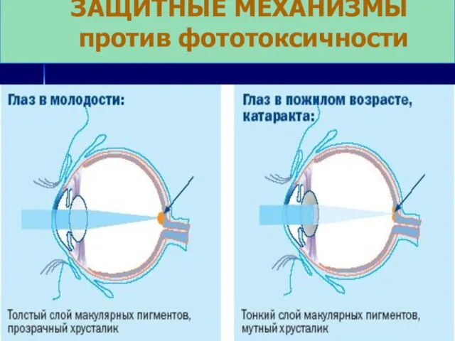 ЗАЩИТНЫЕ МЕХАНИЗМЫ против фототоксичности