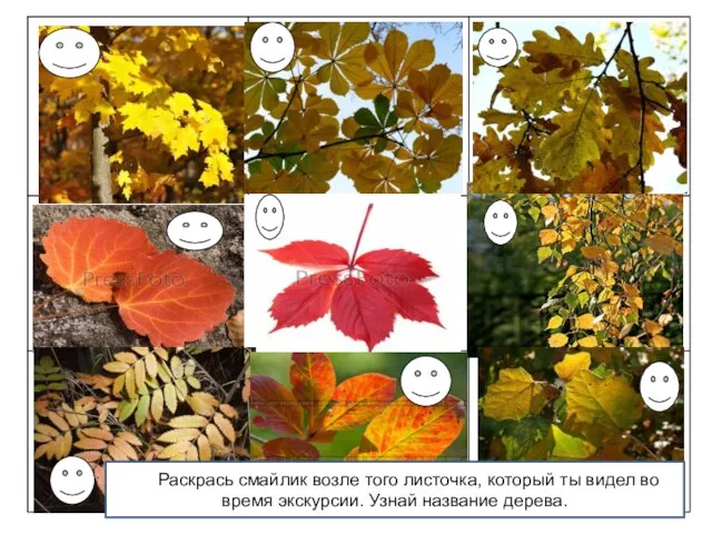 ООРаскрась смайлик возле того листочка, который ты видел во время экскурсии. Узнай название дерева.