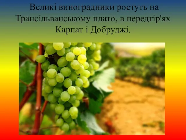 Великі виноградники ростуть на Трансільванському плато, в передгір'ях Карпат і Добруджі.