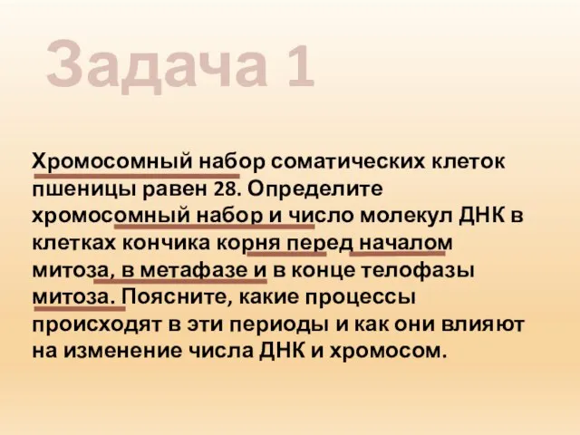 Задача 1 Хромосомный набор соматических клеток пшеницы равен 28. Определите хромосомный