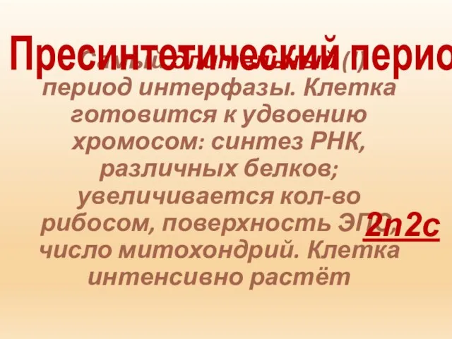 Самый длительный (!) период интерфазы. Клетка готовится к удвоению хромосом: синтез