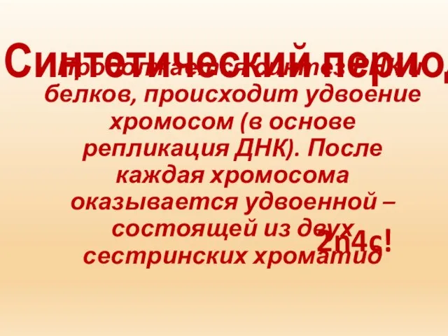 Синтетический период: Продолжается синтез РНК и белков, происходит удвоение хромосом (в