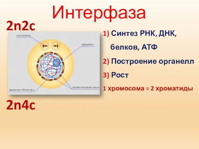 Интерфаза 1) Синтез РНК, ДНК, белков, АТФ 2) Построение органелл 3)