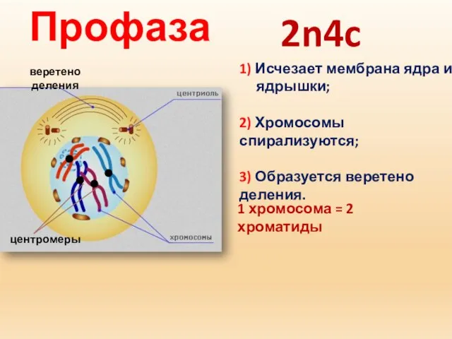 Профаза 1) Исчезает мембрана ядра и ядрышки; 2) Хромосомы спирализуются; 3)