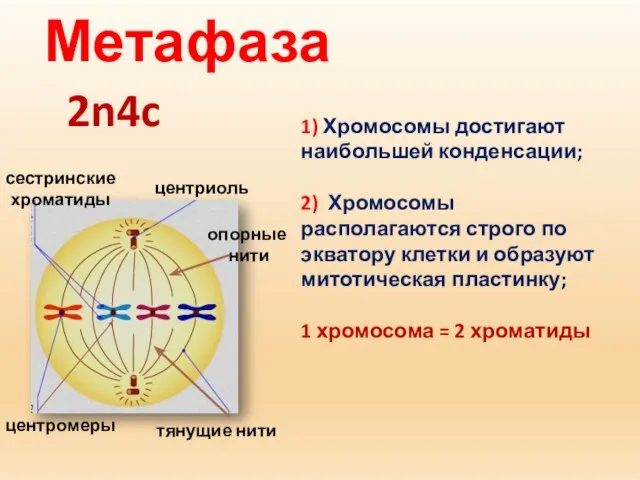 Метафаза сестринские хроматиды центриоль центромеры тянущие нити опорные нити 1) Хромосомы