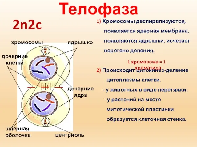 Телофаза дочерние клетки центриоль хромосомы 1) Хромосомы деспирализуются, появляется ядерная мембрана,