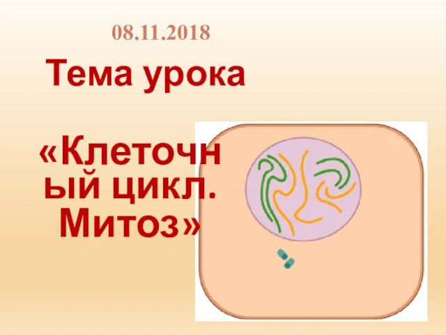 Тема урока 08.11.2018 «Клеточный цикл. Митоз»