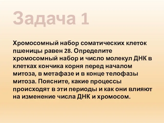 Задача 1 Хромосомный набор соматических клеток пшеницы равен 28. Определите хромосомный