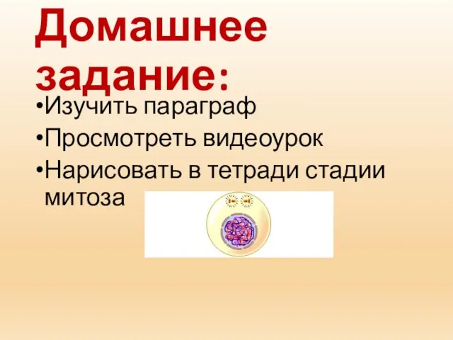 Домашнее задание: Изучить параграф Просмотреть видеоурок Нарисовать в тетради стадии митоза