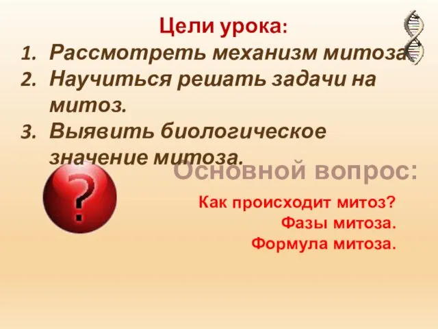 Как происходит митоз? Фазы митоза. Формула митоза. Основной вопрос: Цели урока: