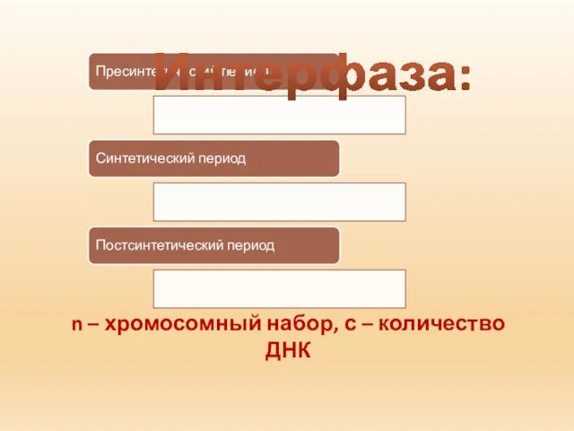 Пресинтетический период Синтетический период Постсинтетический период Интерфаза: n – хромосомный набор, с – количество ДНК