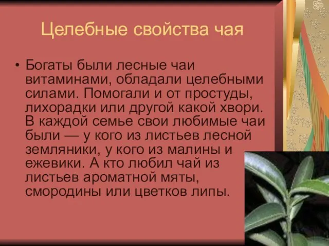 Целебные свойства чая Богаты были лесные чаи витаминами, обладали целебными силами.