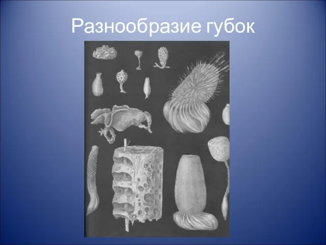 Разнообразие губок