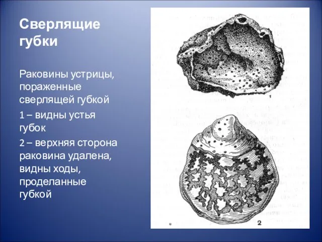 Сверлящие губки Раковины устрицы, пораженные сверлящей губкой 1 – видны устья