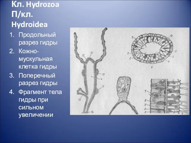 Кл. Hydrozoa П/кл. Hydroidea Продольный разрез гидры Кожно-мускульная клетка гидры Поперечный