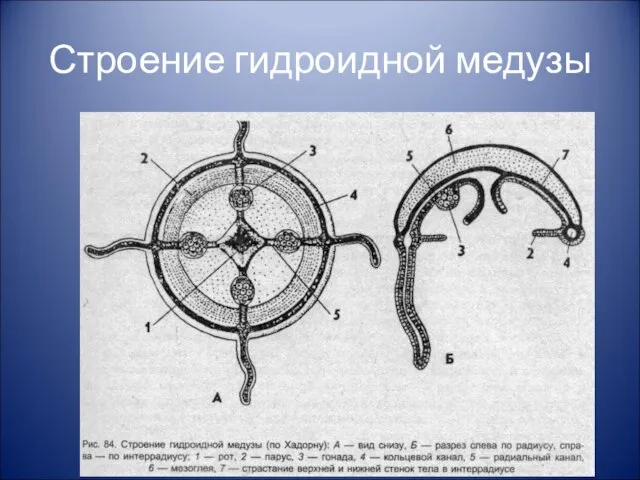 Строение гидроидной медузы