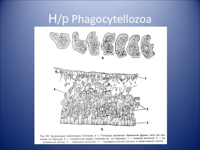 Н/р Phagocytellozoa