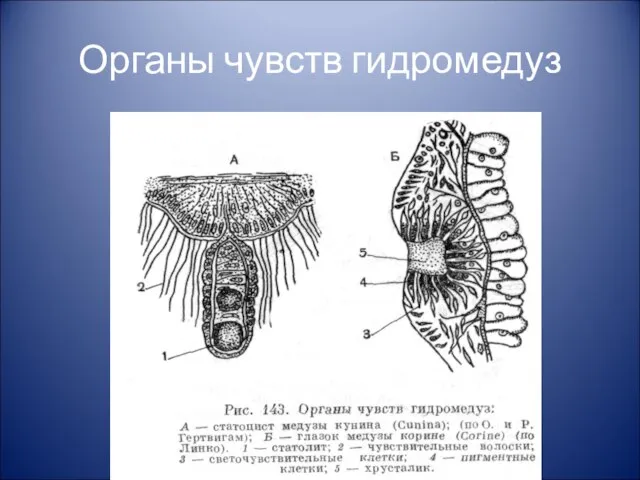 Органы чувств гидромедуз