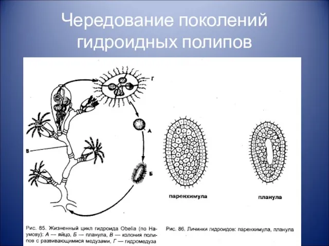 Чередование поколений гидроидных полипов