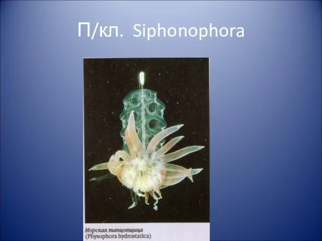 П/кл. Siphonophora