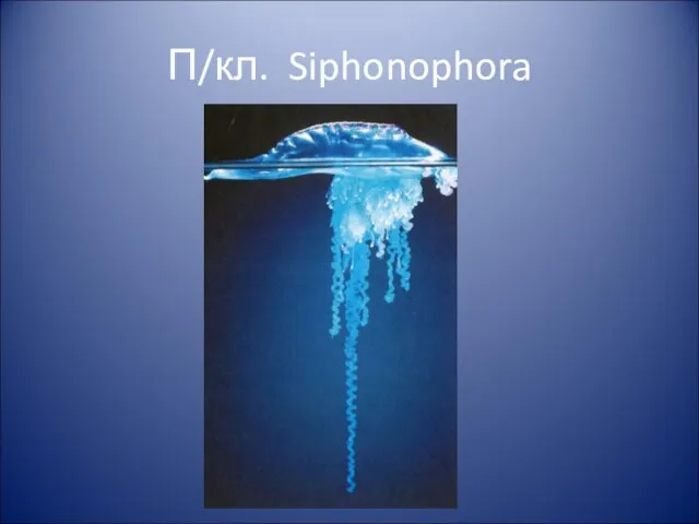 П/кл. Siphonophora