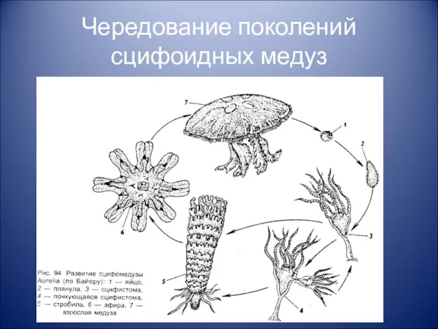 Чередование поколений сцифоидных медуз