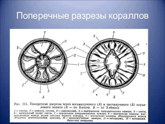 Поперечные разрезы кораллов