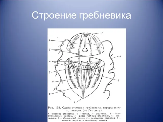 Строение гребневика