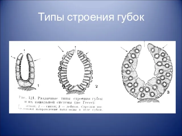 Типы строения губок